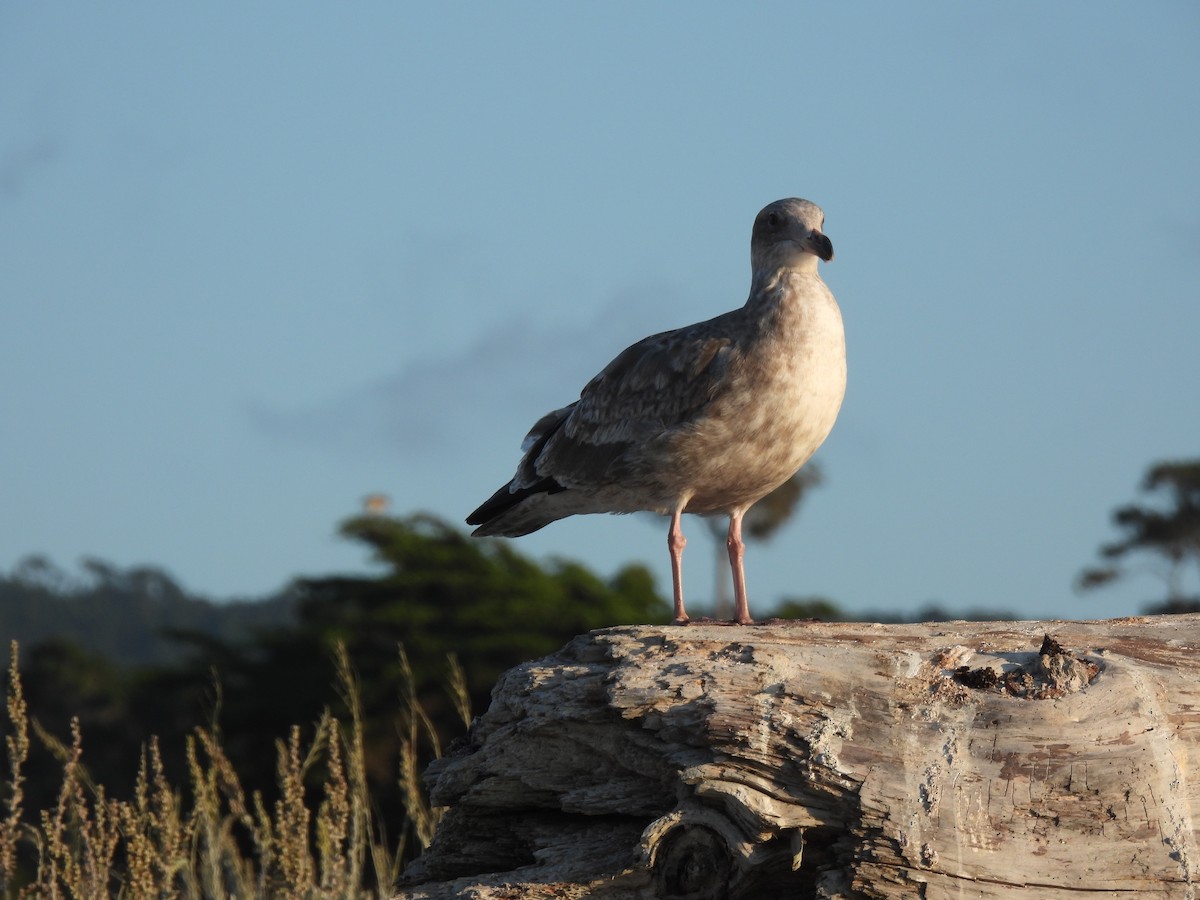 Gaviota Occidental - ML643335617