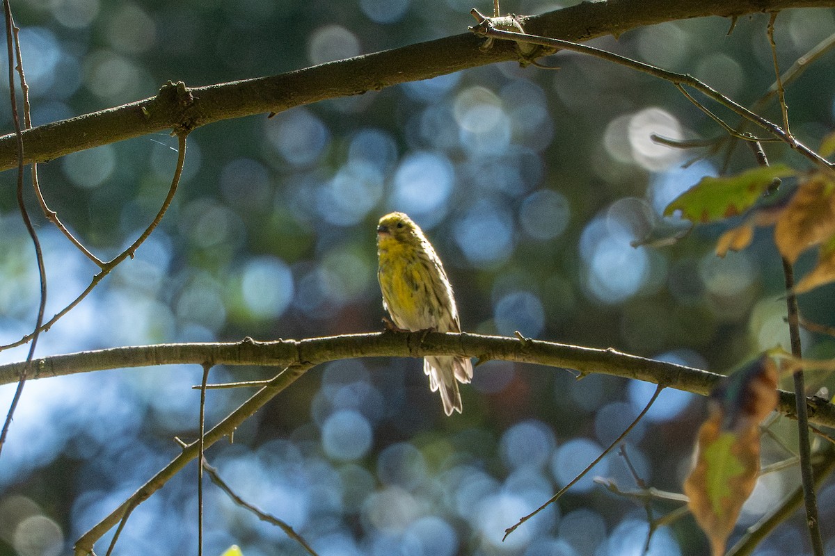 Serin cini - ML643335631