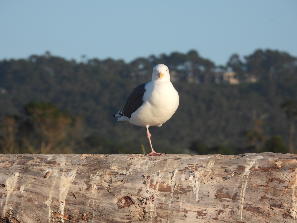 Gaviota Mexicana - ML643335632