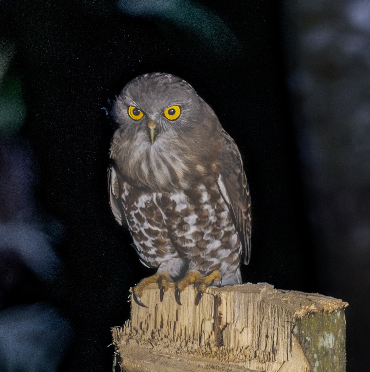 Brown Boobook - ML643335637