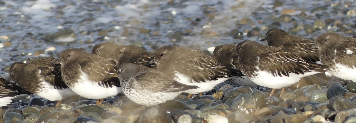 Rock Sandpiper - ML643335640