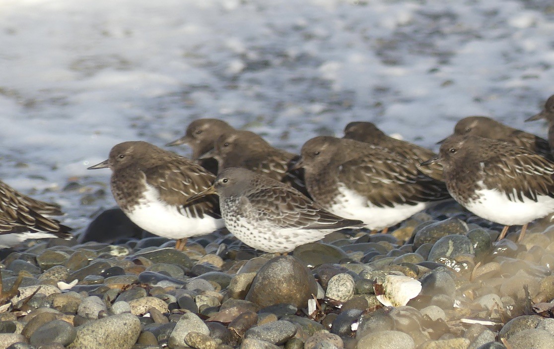 Rock Sandpiper - ML643335641