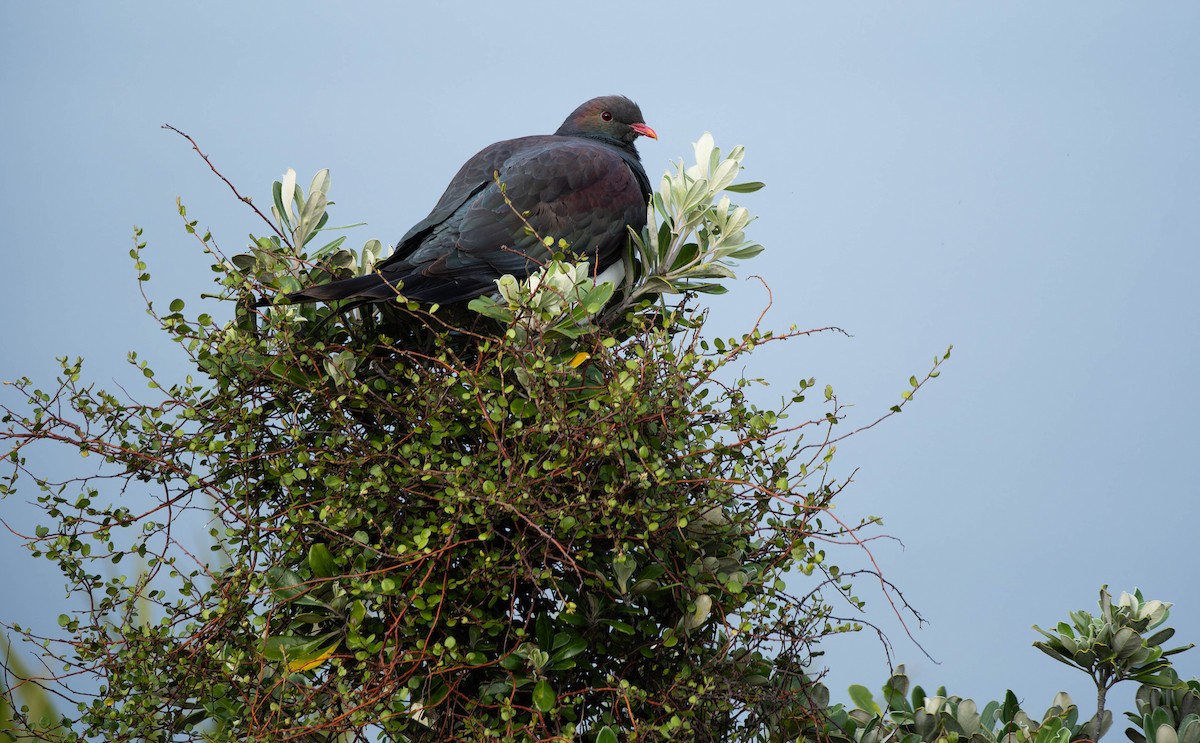 New Zealand Pigeon - ML643335647