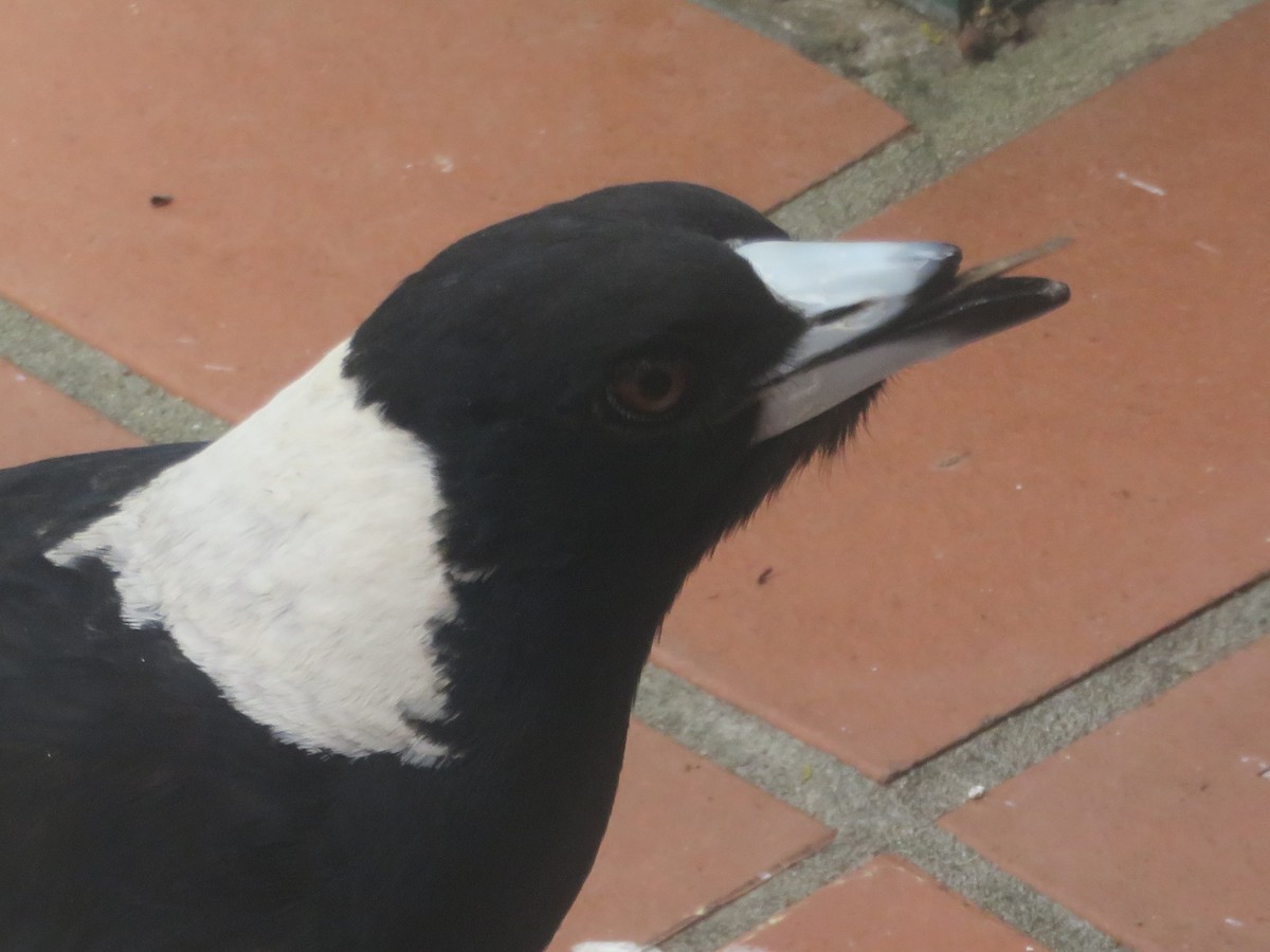 Australian Magpie - ML643335650