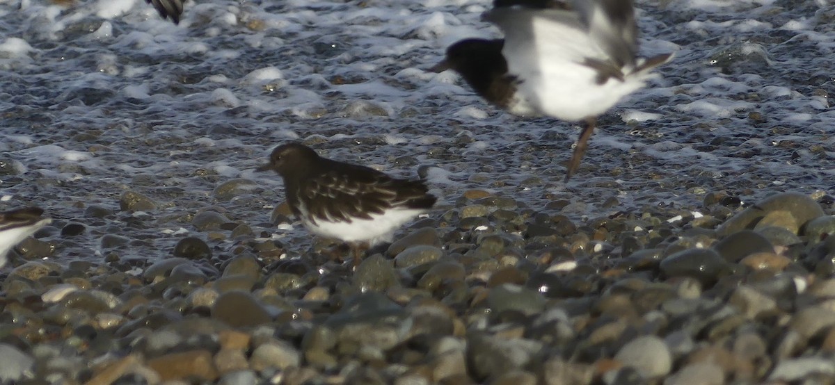Black Turnstone - ML643335651