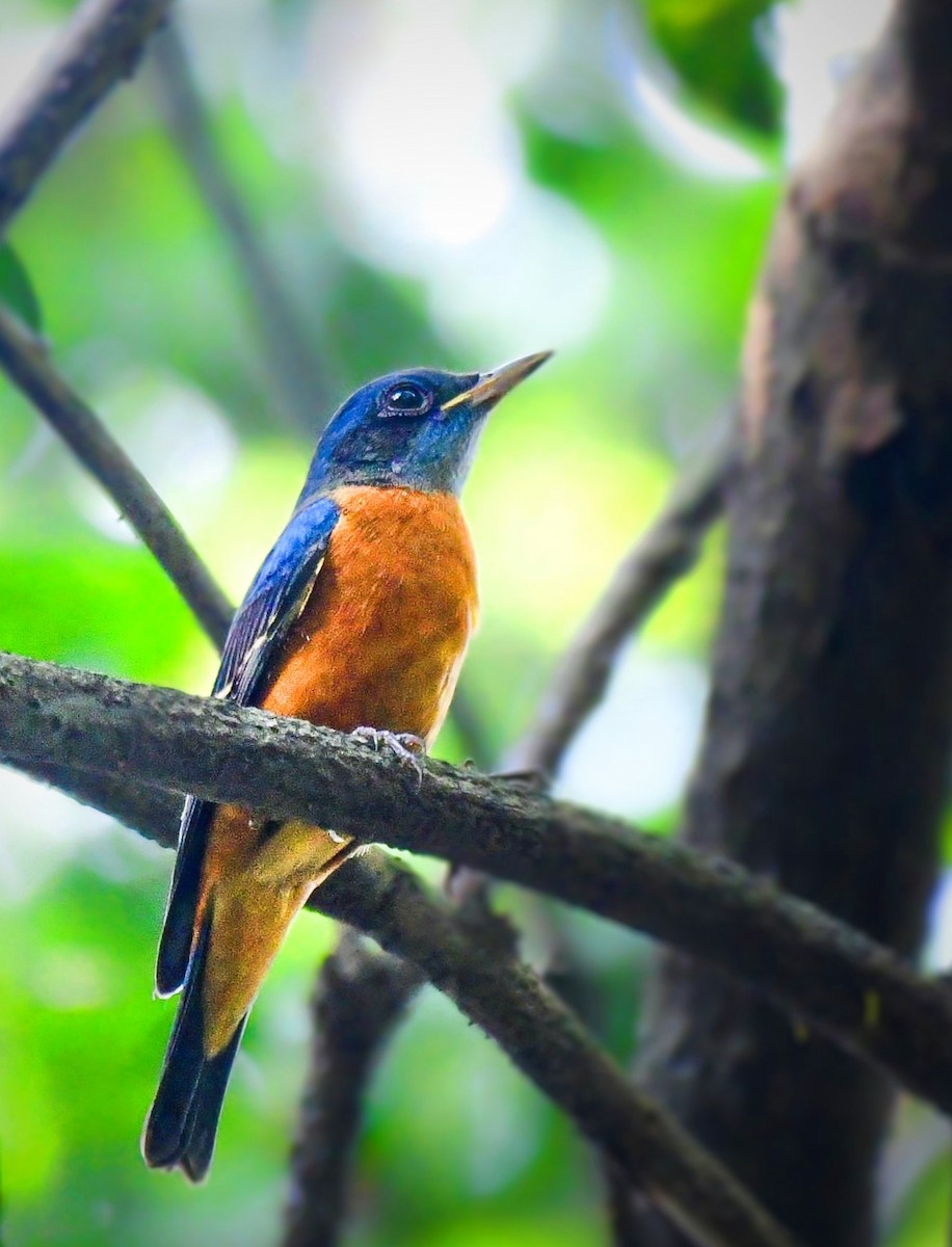 Blue-capped Rock-Thrush - ML643335652