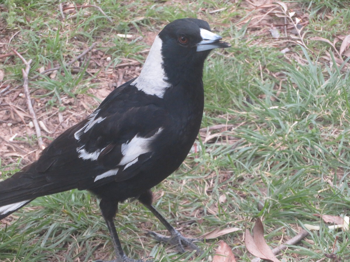 Australian Magpie - ML643335654