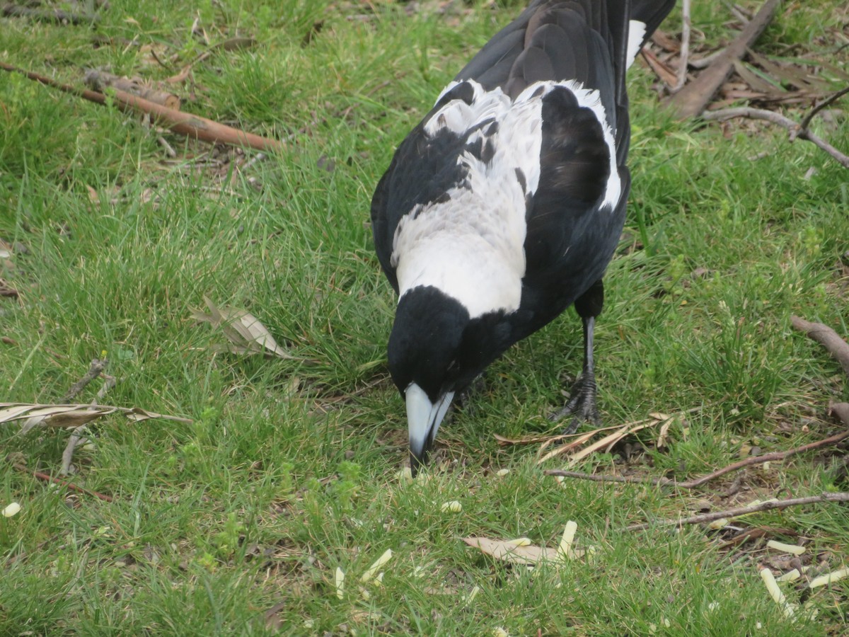 Australian Magpie - ML643335658