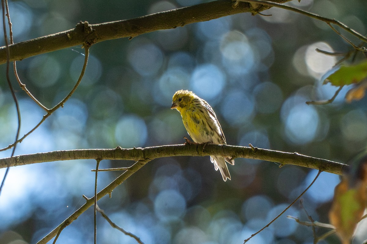Serin cini - ML643335660