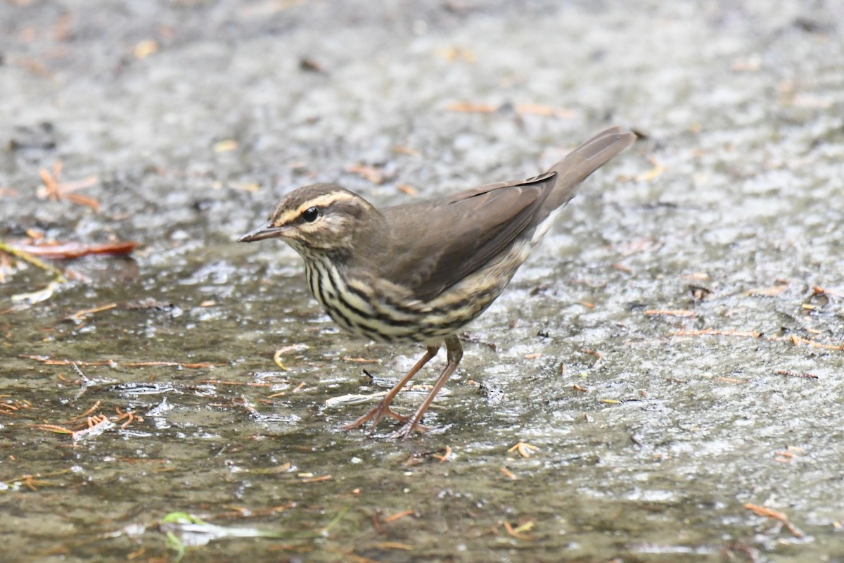 vannparula - ML643335666