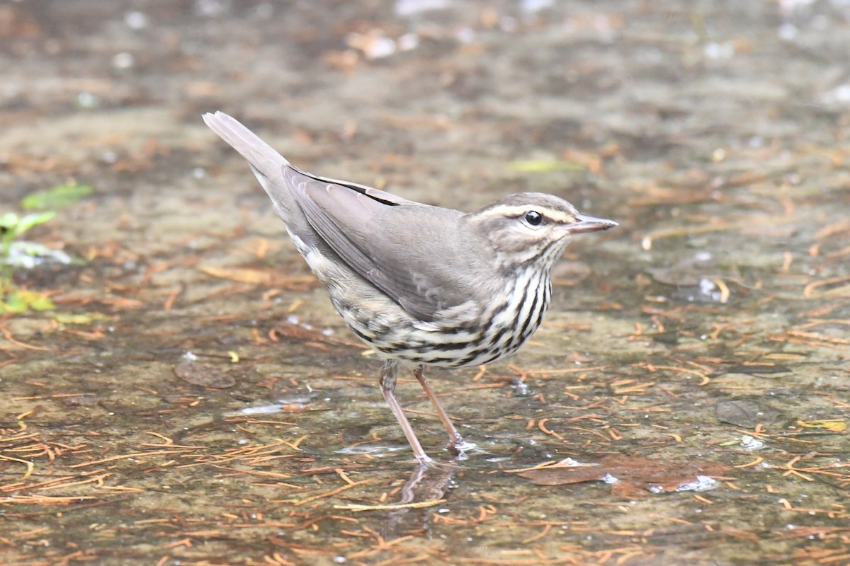 vannparula - ML643335670