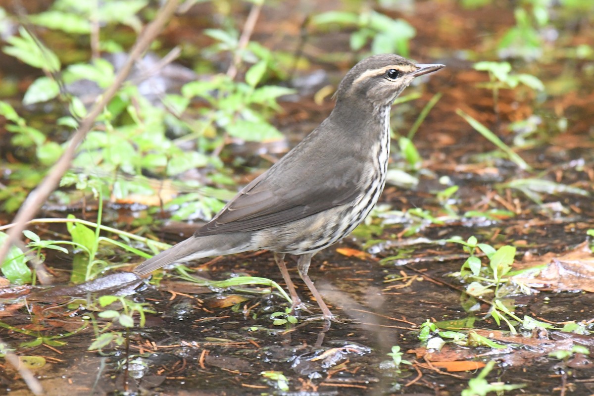 vannparula - ML643335671