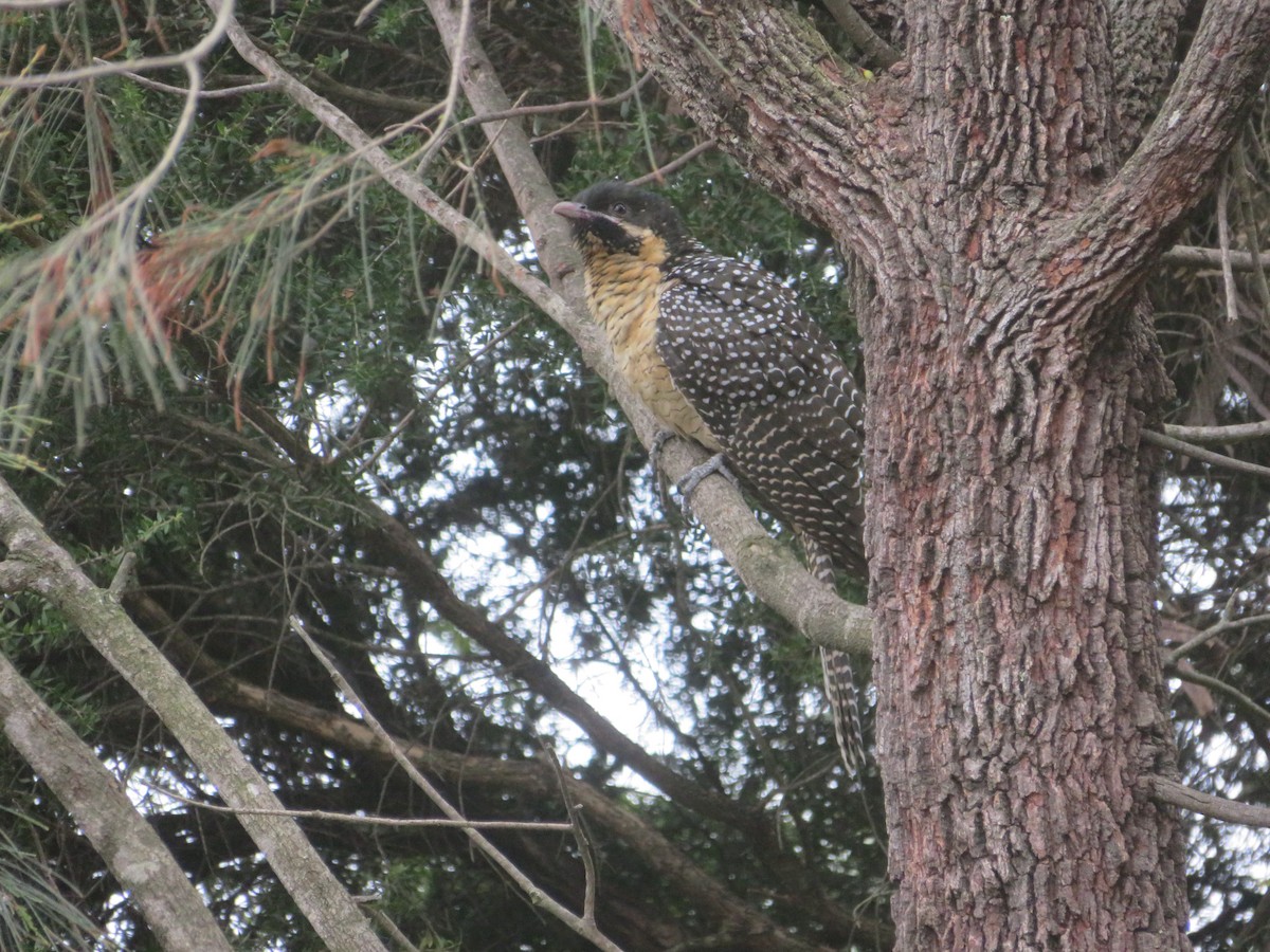 grånebbkoel - ML643335673