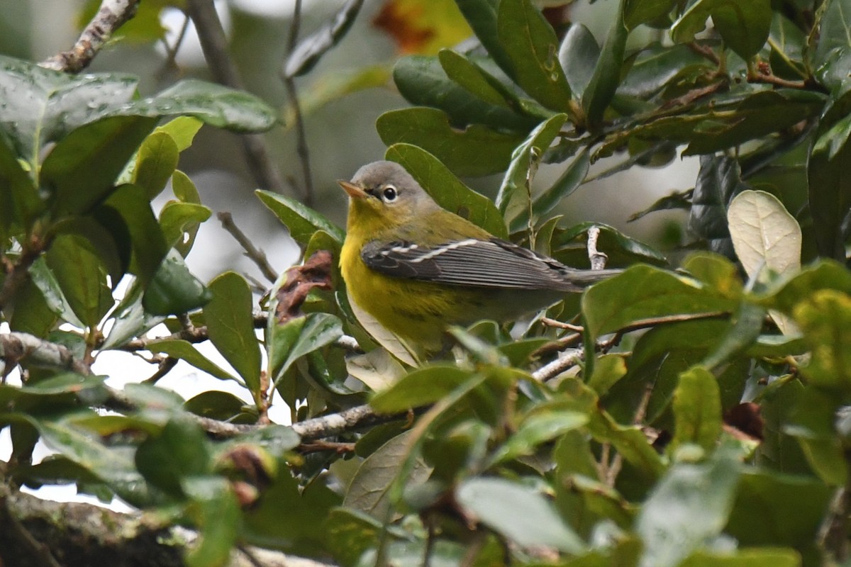magnoliaparula - ML643335686