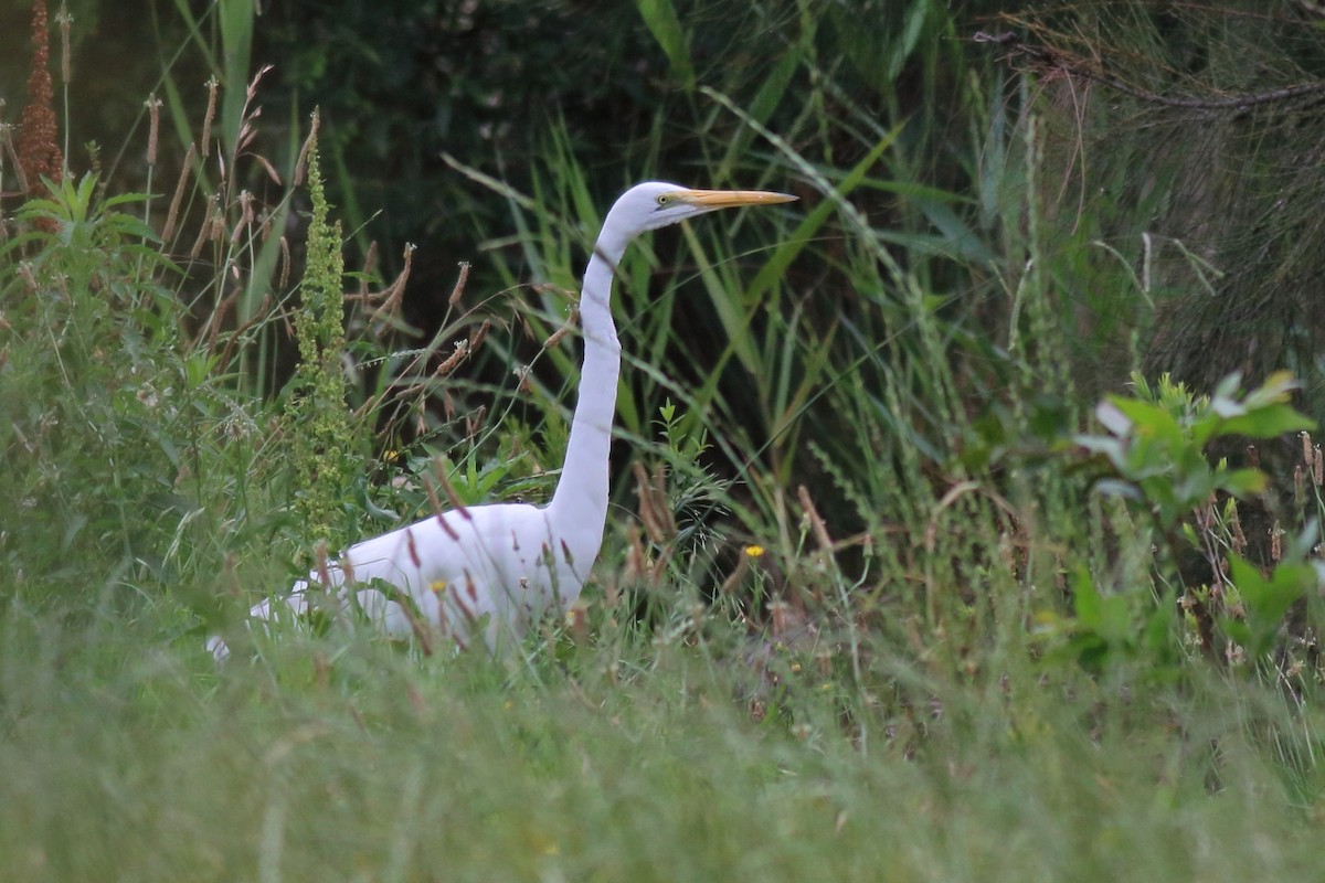 egretthegre (modesta) - ML643335696