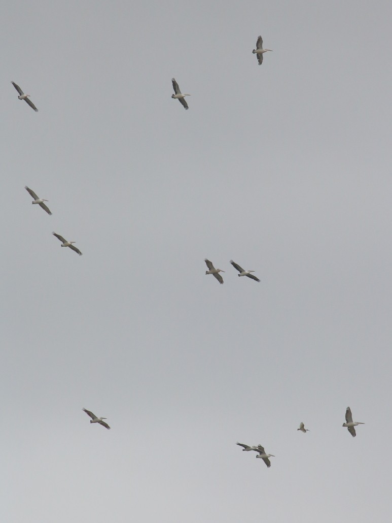 Australian Pelican - ML643335698