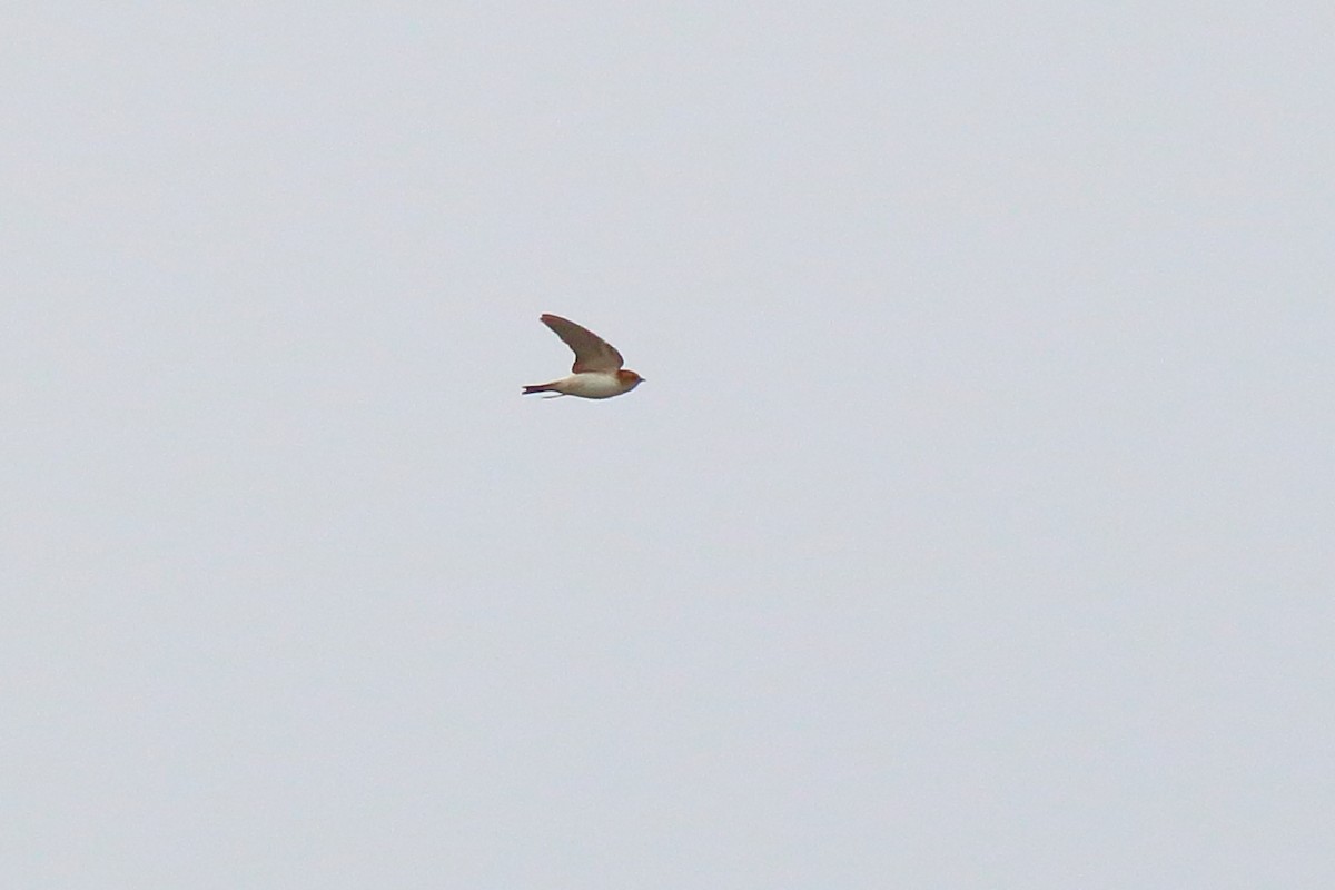 Fairy Martin - ML643335703