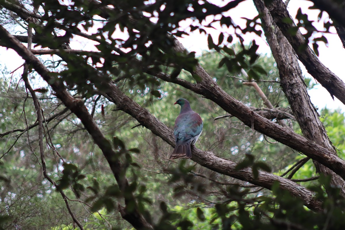 New Zealand Pigeon - ML643335705