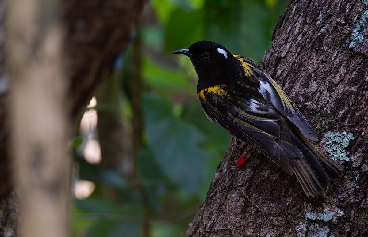 Stitchbird - ML643335707