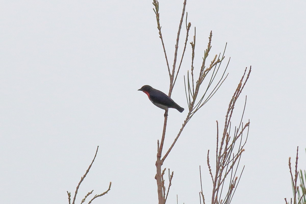 Mistletoebird - ML643335708