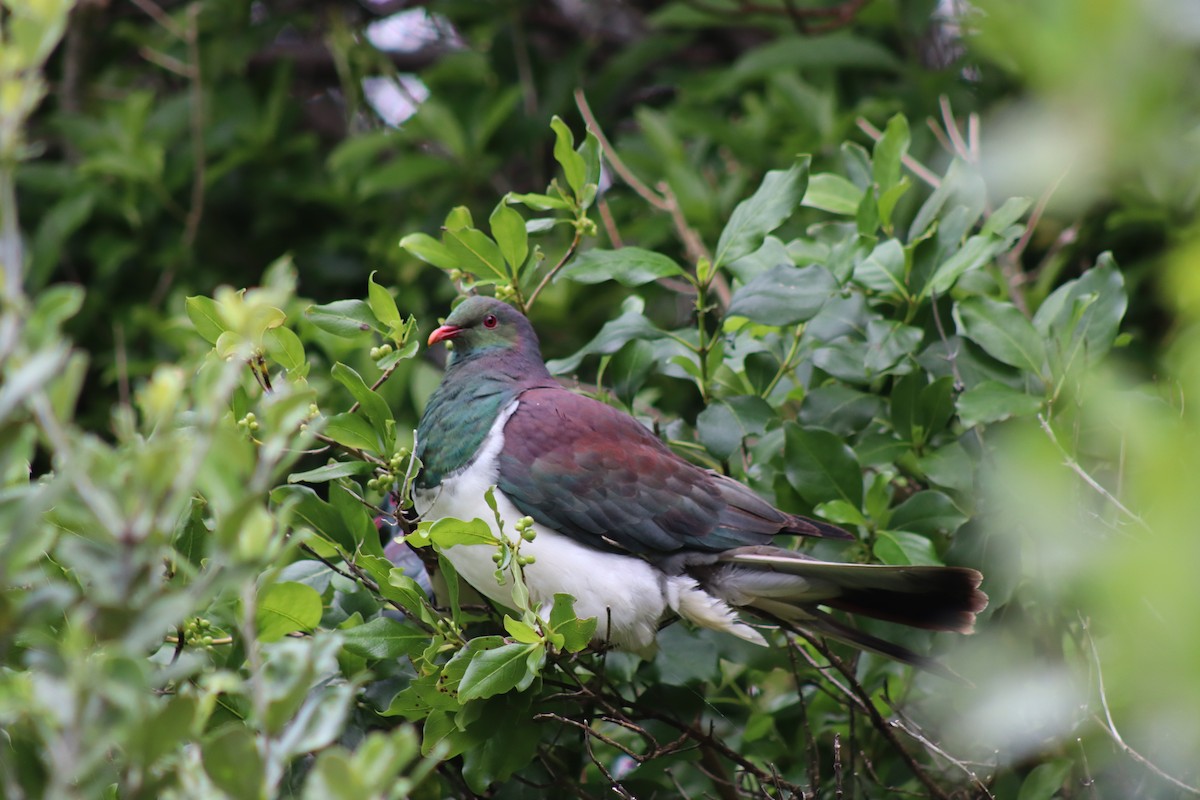New Zealand Pigeon - ML643335711