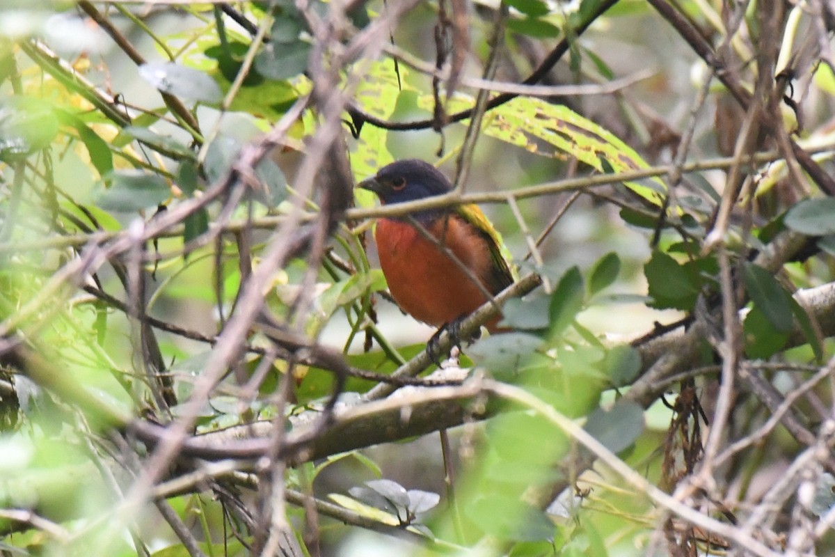 Painted Bunting - ML643335712