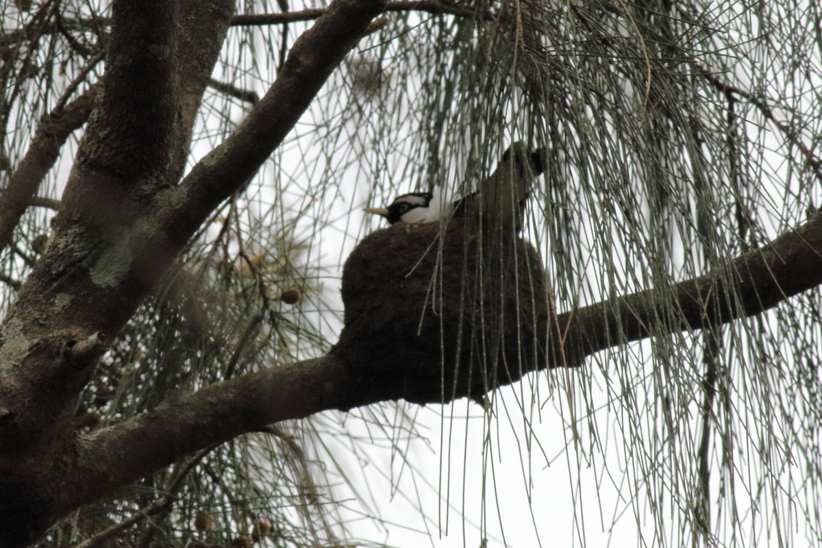 Magpie-lark - ML643335714