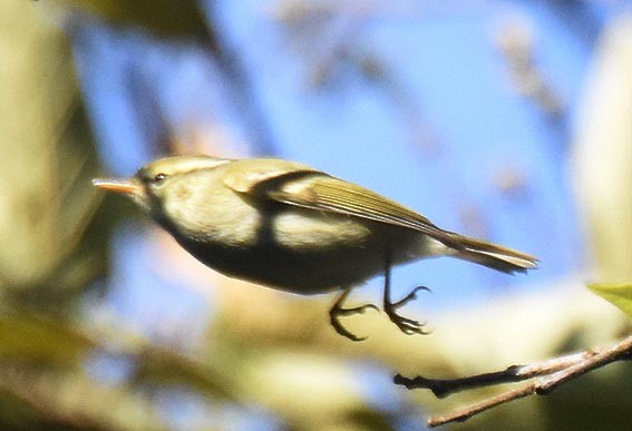 Blyth's Leaf Warbler - ML643335716