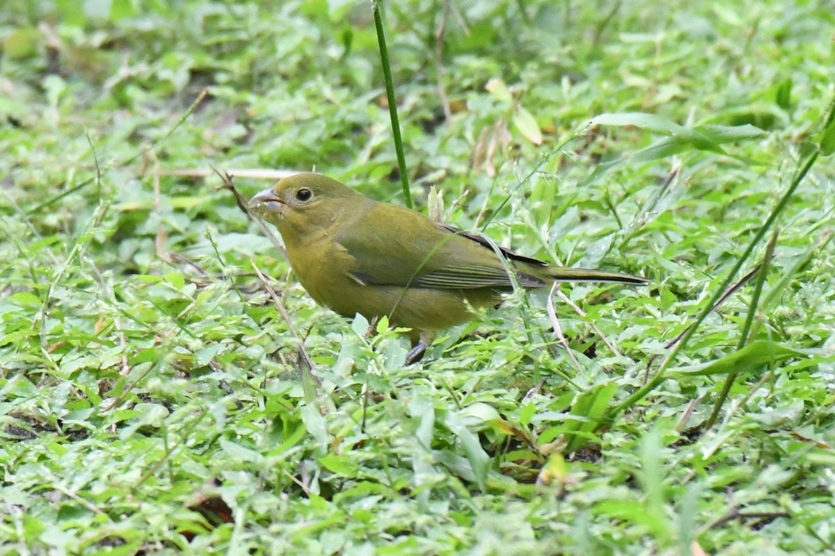 Painted Bunting - ML643335717