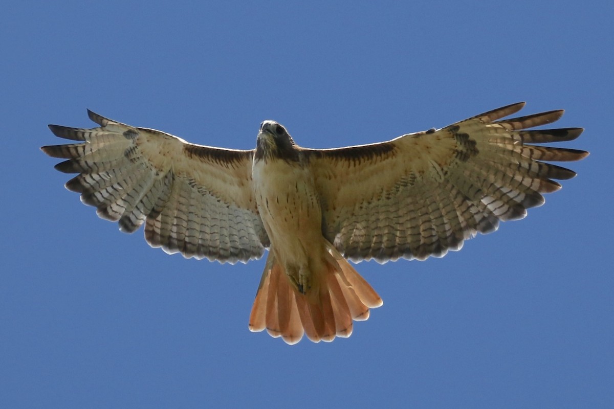 Zapelatz buztangorria - ML643335720