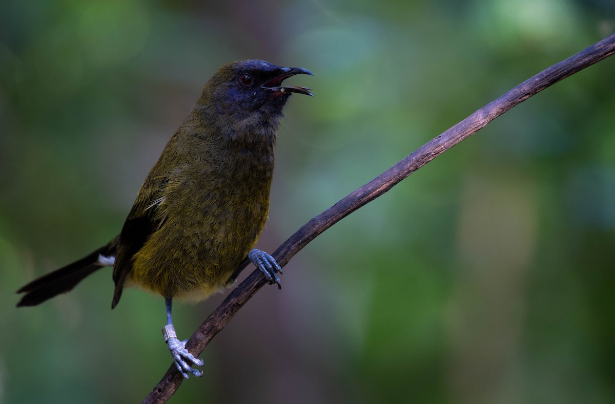 New Zealand Bellbird - ML643335721