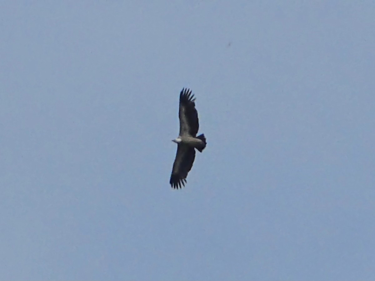 Indian Vulture - ML643335726