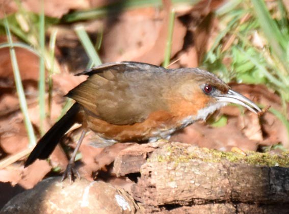 Red-eyed Scimitar-Babbler - ML643335730