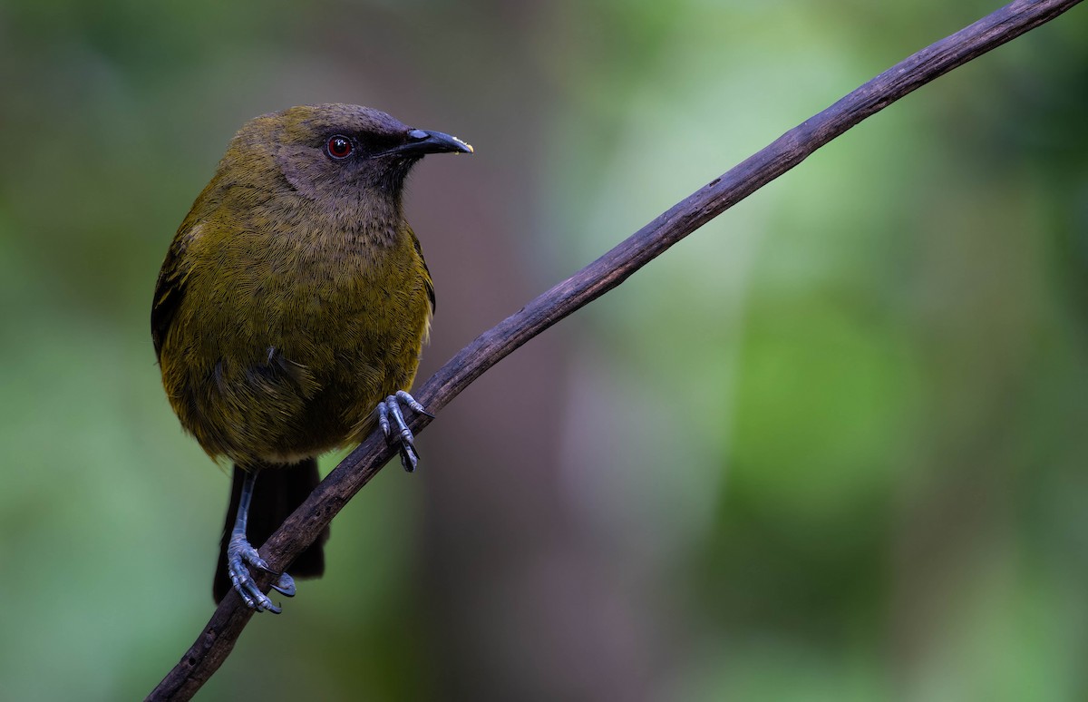 New Zealand Bellbird - ML643335732