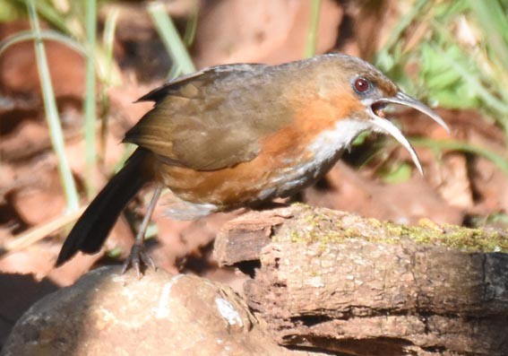Red-eyed Scimitar-Babbler - ML643335733