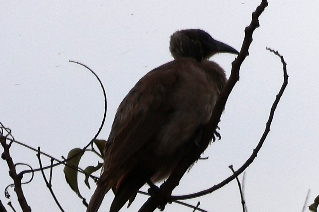 Little Friarbird - ML643335734
