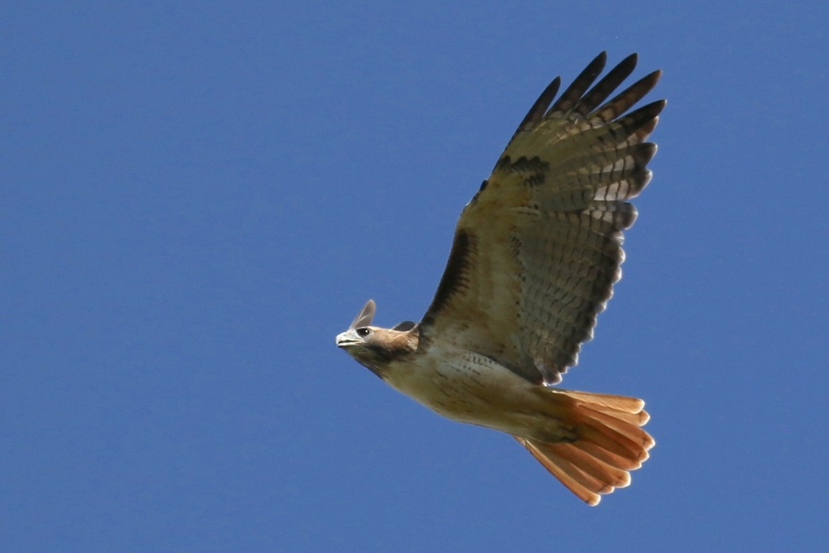 Zapelatz buztangorria - ML643335735