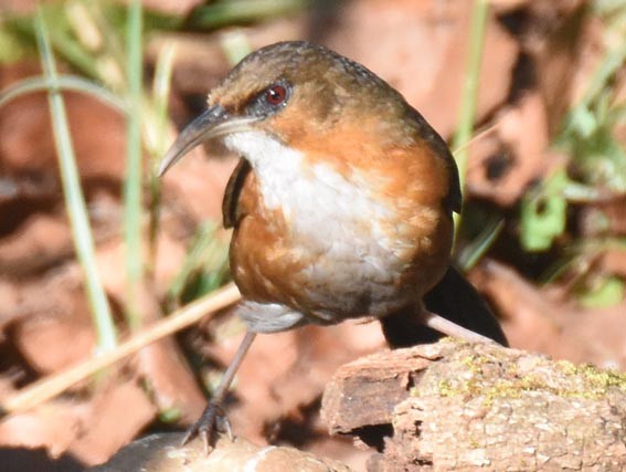 Red-eyed Scimitar-Babbler - ML643335738