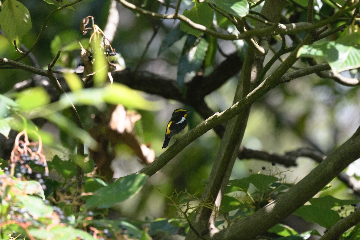 Narcissus Flycatcher - ML643335739