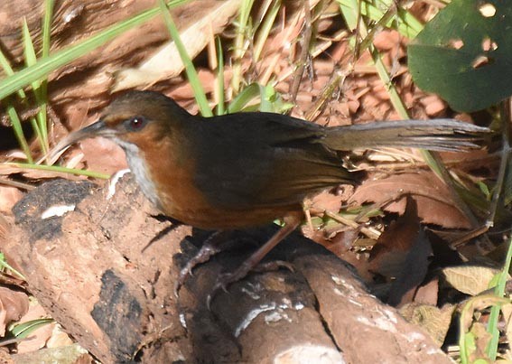 Red-eyed Scimitar-Babbler - ML643335742
