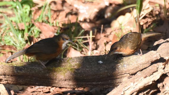 Red-eyed Scimitar-Babbler - ML643335743