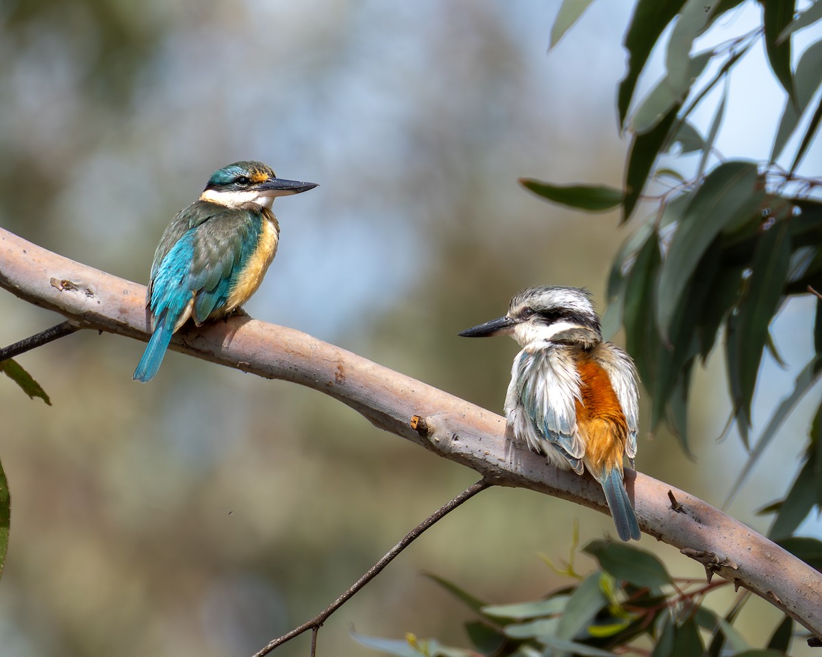 Red-backed Kingfisher - ML643335744