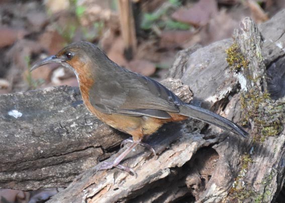 Red-eyed Scimitar-Babbler - ML643335747