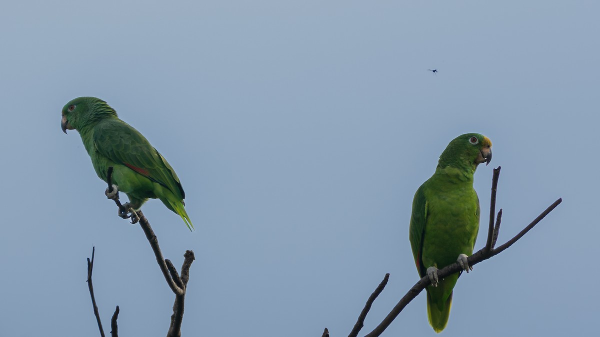Yellow-crowned Amazon - ML643335749