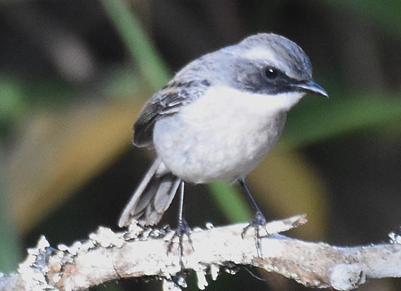 Gray Bushchat - ML643335754