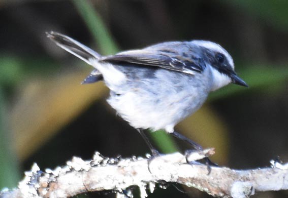 Gray Bushchat - ML643335756