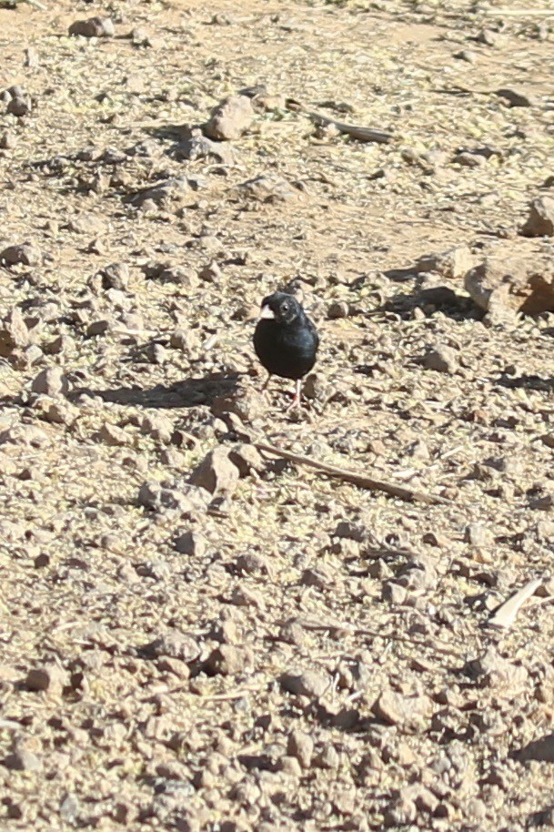 Village Indigobird - ML643335759