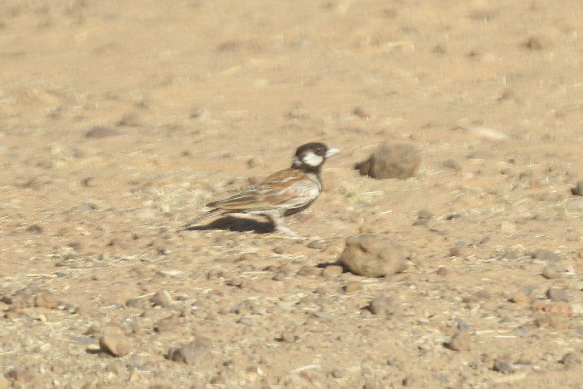 Moinelette à oreillons blancs - ML643335761