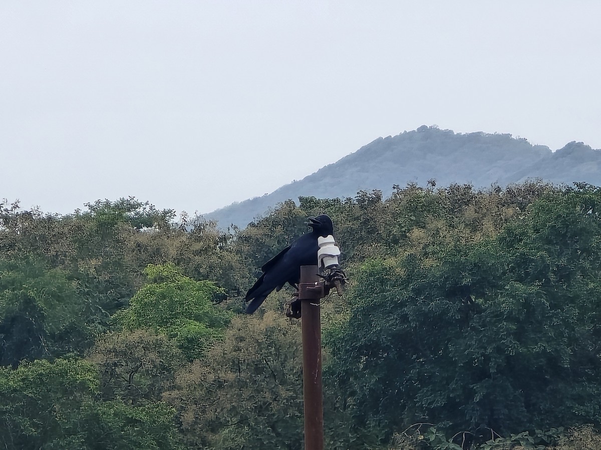 Large-billed Crow (Indian Jungle) - ML643335772