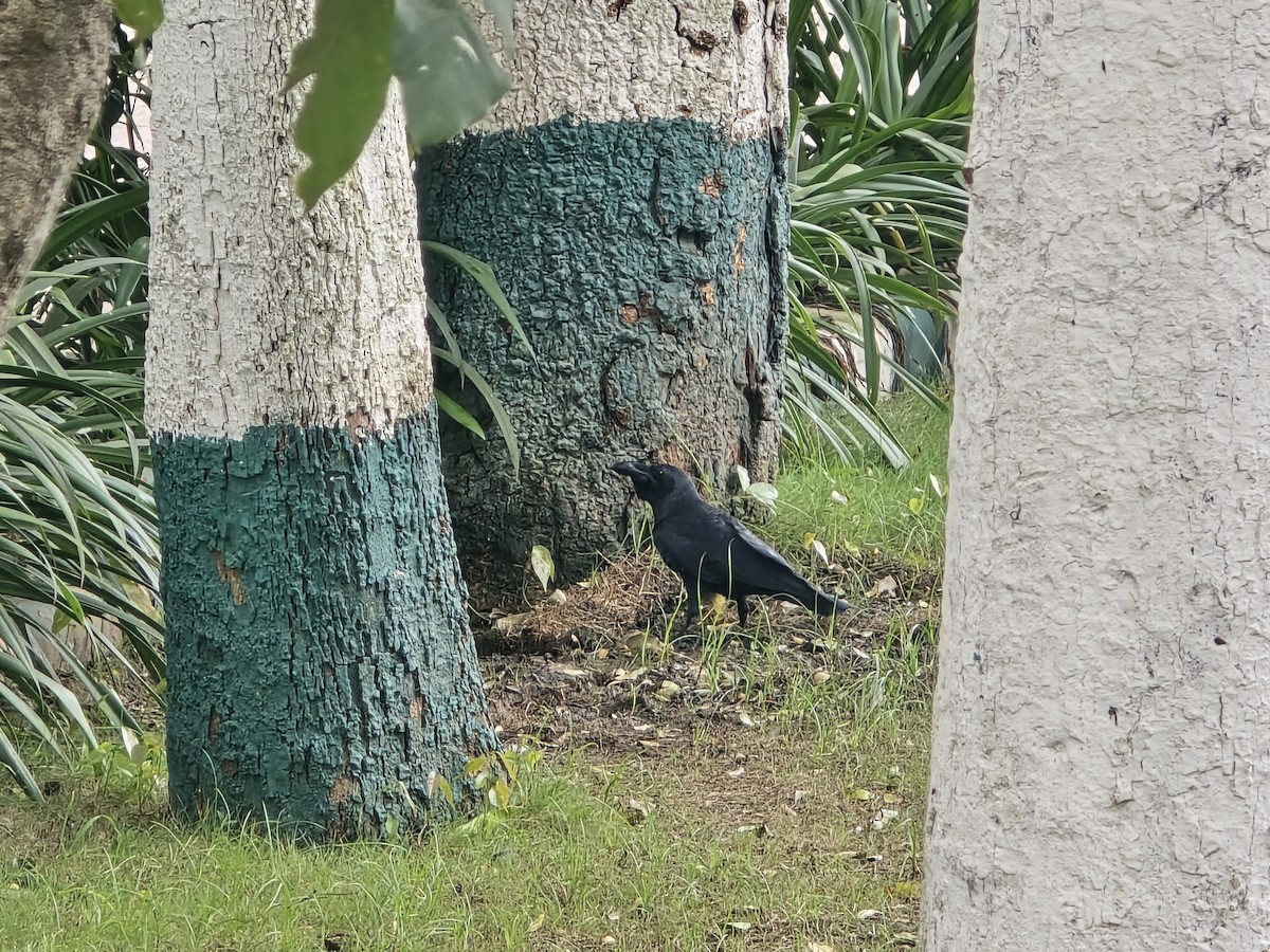 Large-billed Crow (Indian Jungle) - ML643335773